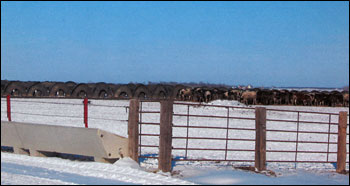 Windbreak 4